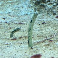 睡眠魔人さんのアイコン画像