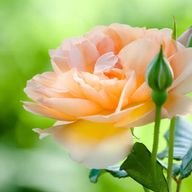 たわわさんのアイコン画像