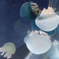 ᙅ⩬٭𓈒𓏸さんのアイコン画像