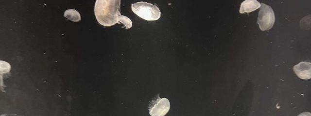 yさんの壁紙画像