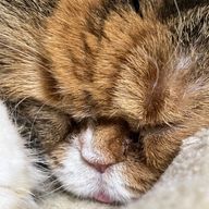 ももちさんのアイコン画像