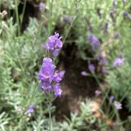 茶猫の湯呑みさんのアイコン画像