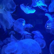 #らむね🫧さんのアイコン画像