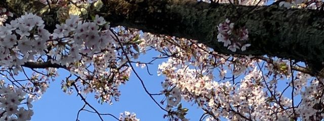 天音さんの壁紙画像