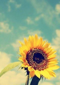 🌻 Stray Kids bl 中編 🌻