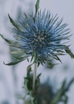 誓えなかった夜に咲いた花