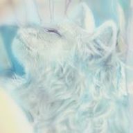 蒼い猫 【繁忙期にて2月20日まで休載中】さんのアイコン画像