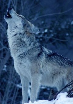 白磁の貌 -Perfect Face-