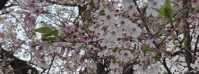 神楽ゆりな　🌕✿さんの壁紙画像
