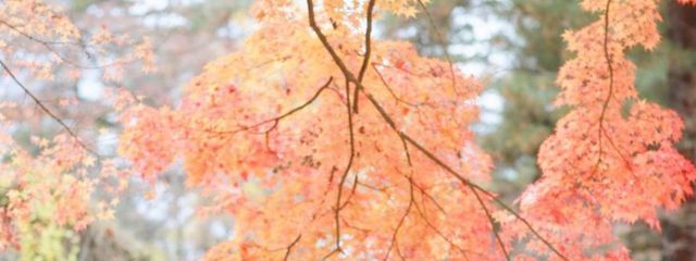 あずきルーペさんの壁紙画像