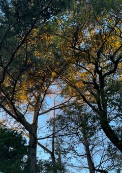 あの子さえいなければ私は、最高な人生を送れた