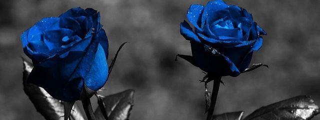 青薔薇さんの壁紙画像