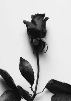 今日も花を贈ります