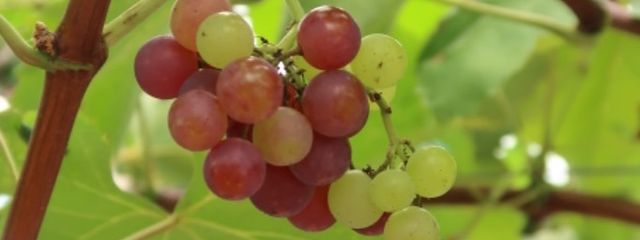 夏紅葉さんの壁紙画像