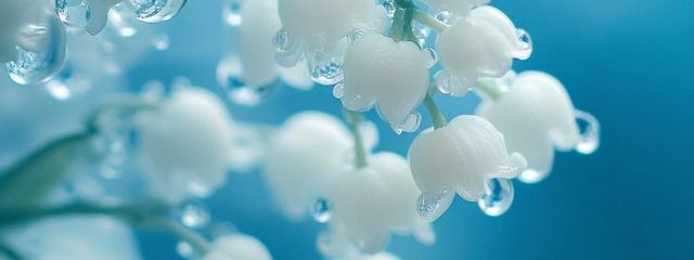 suzuranさんの壁紙画像