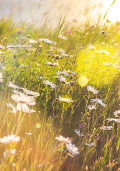 ここに赤い印を. 短編集