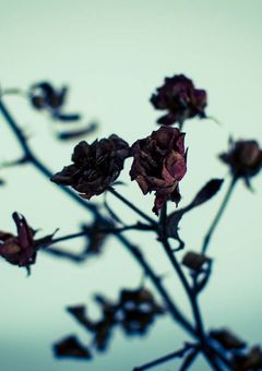 記憶喪失の君でも愛しますよ?