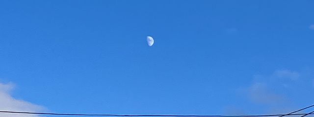 のらさんの壁紙画像