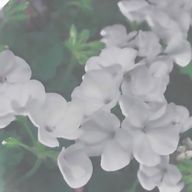 恋楪 .さんのアイコン画像