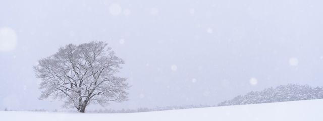 神威さんの壁紙画像