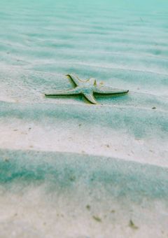 転校生,実はサイキョー。