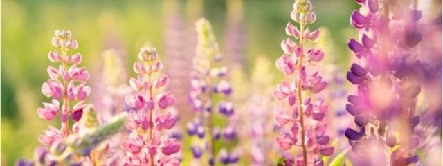 あおい 3ヶ月間メイド服&猫耳&語尾にゃんさんの壁紙画像