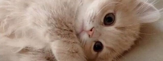 おーむさんの壁紙画像