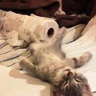 おーむさんのアイコン画像