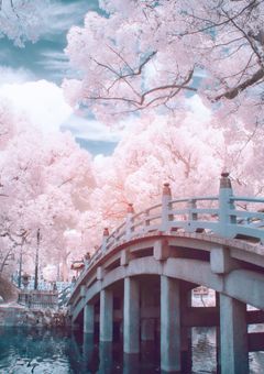歌 い 手 : T w i t t e r に て 。