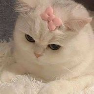 🐾💖さんのアイコン画像