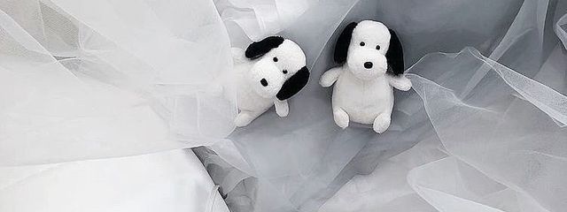 八重歯さんの壁紙画像