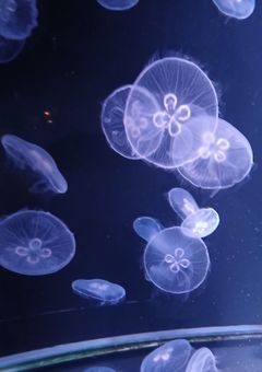 海月～満月が映る夜～