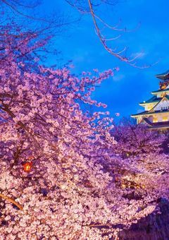 葉桜100%の適応者