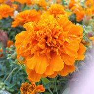 アラゴナイトさんのアイコン画像