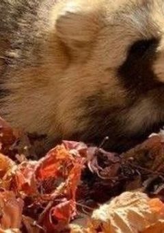 ぽんぽこたぬきの愛され日記