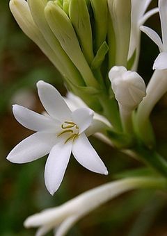 #tuberose…