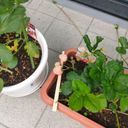 バンドメンバー