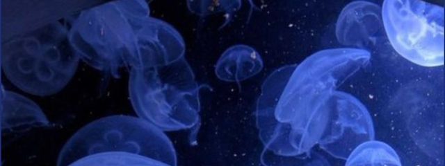 ゆねさんの壁紙画像