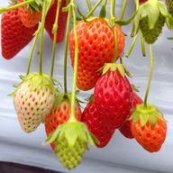 NONOKAさんのアイコン画像