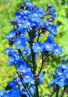 Anchusa