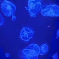 紫陽花さんのアイコン画像