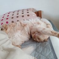 レイさんのアイコン画像