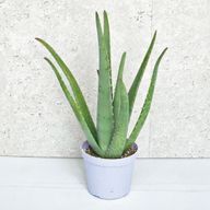 　　　お〜い、炉茶さんのアイコン画像