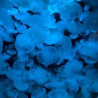 ヒカリダケさんのアイコン画像