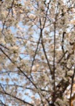 好きになるのは、君だけ【参加型】【フォロワー限定】