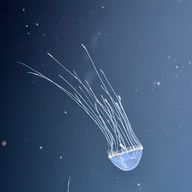 飫璢さんのアイコン画像