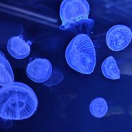 こがささんのアイコン画像