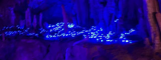 サボテンさんの壁紙画像