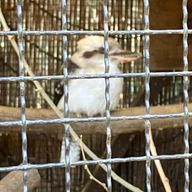 サボテンさんのアイコン画像