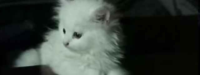 祷さんの壁紙画像